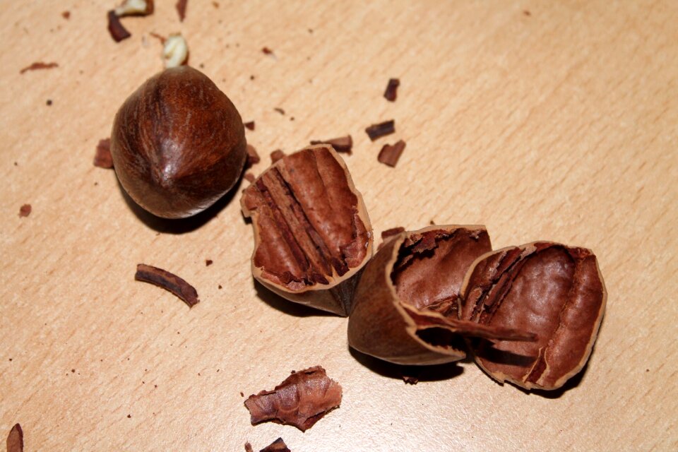 Nuts nutshells pecan