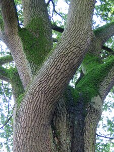 Bark moss green
