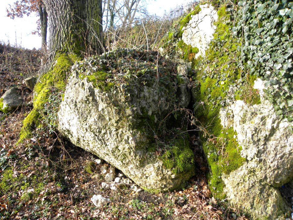 Rock moss nature