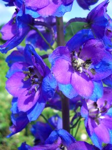 Blossom bloom blue violet photo