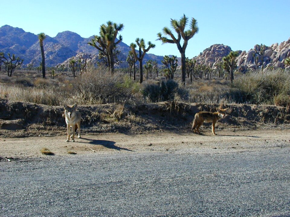 Steppenwolf wild dogs joshua trees