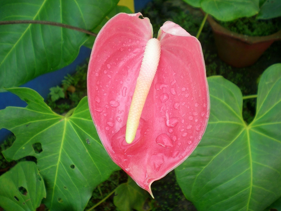 Araceae garden plant