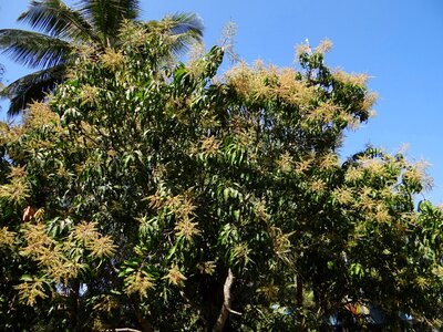 Palm tree dharwad india photo