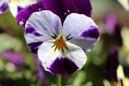 Violet viola violaceae photo