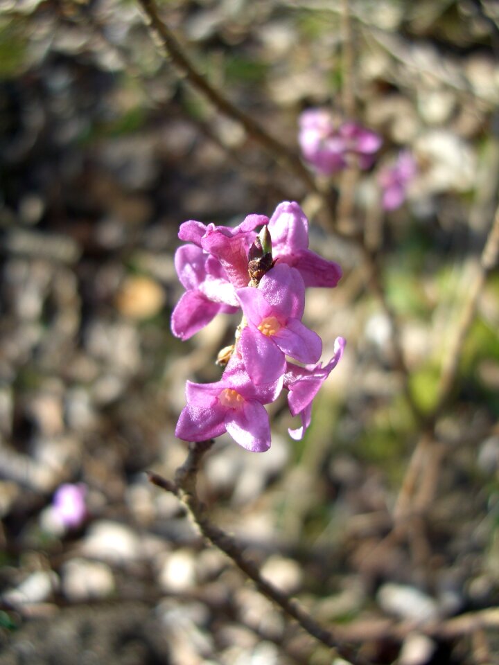 Toxic branch blossom