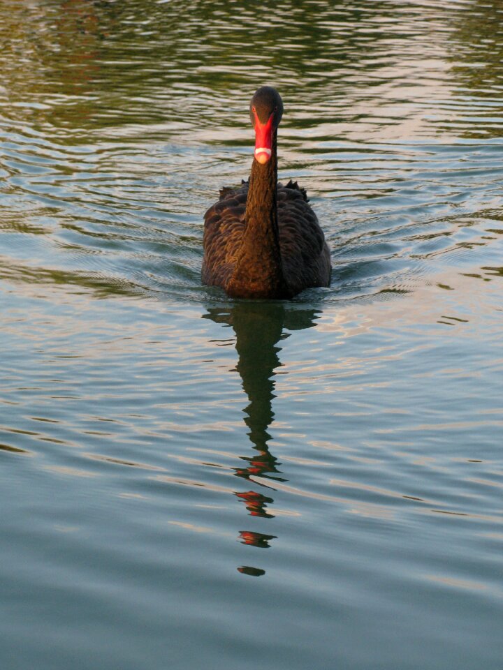 Australian black swan wildlife bird