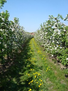 Spring apple tree meadow