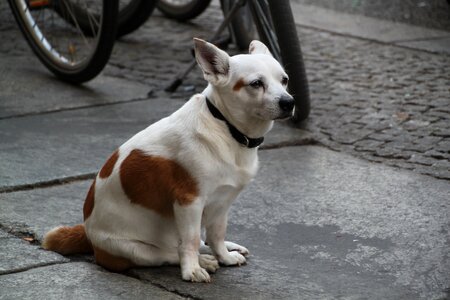 Dogs spotted animal