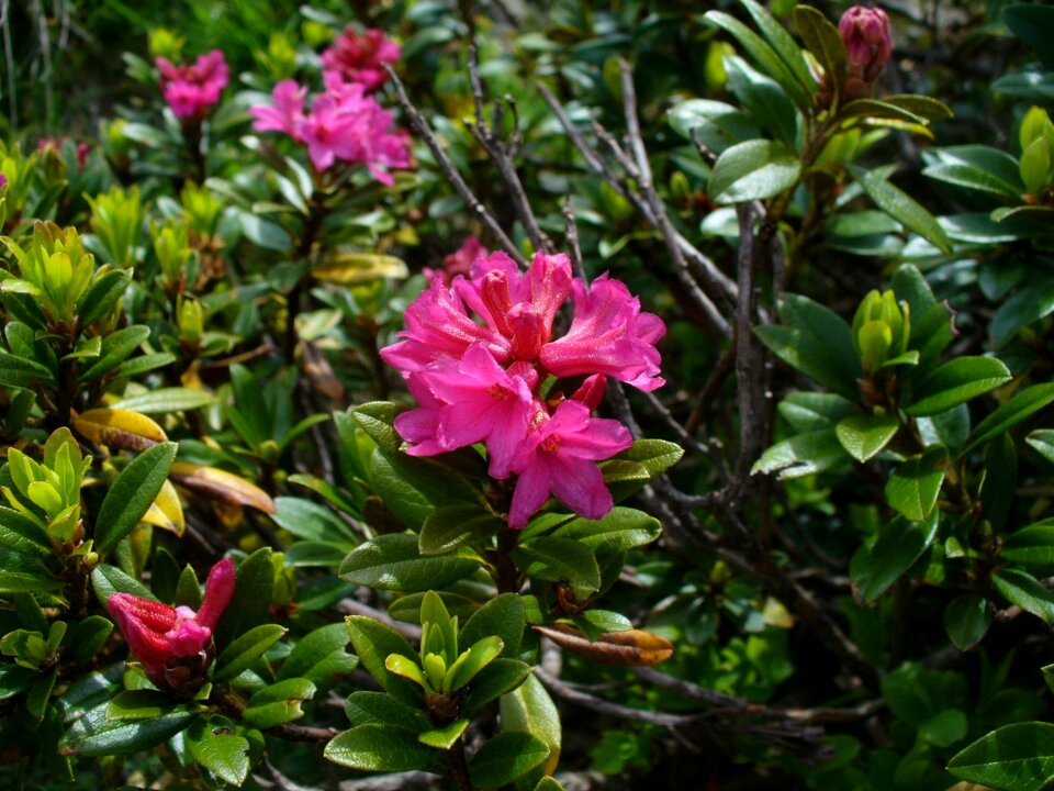 Alpine roses almenrausch flowers