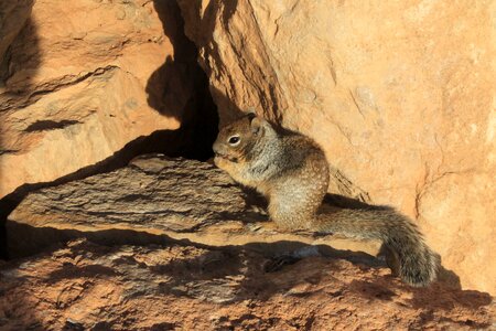 Squirrel rock food