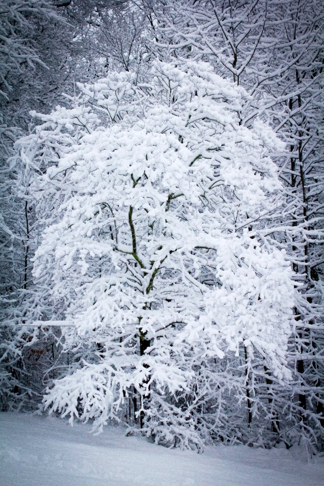 Weather winter snowing