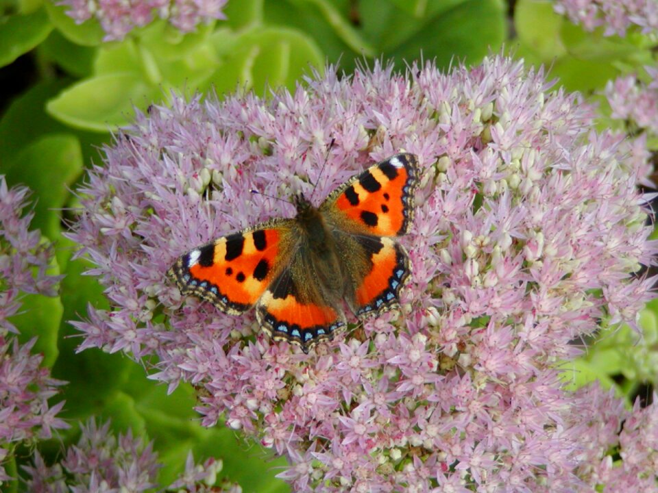 Insect animal animals