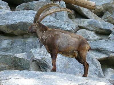 Capricorn alpine zoo innsbruck