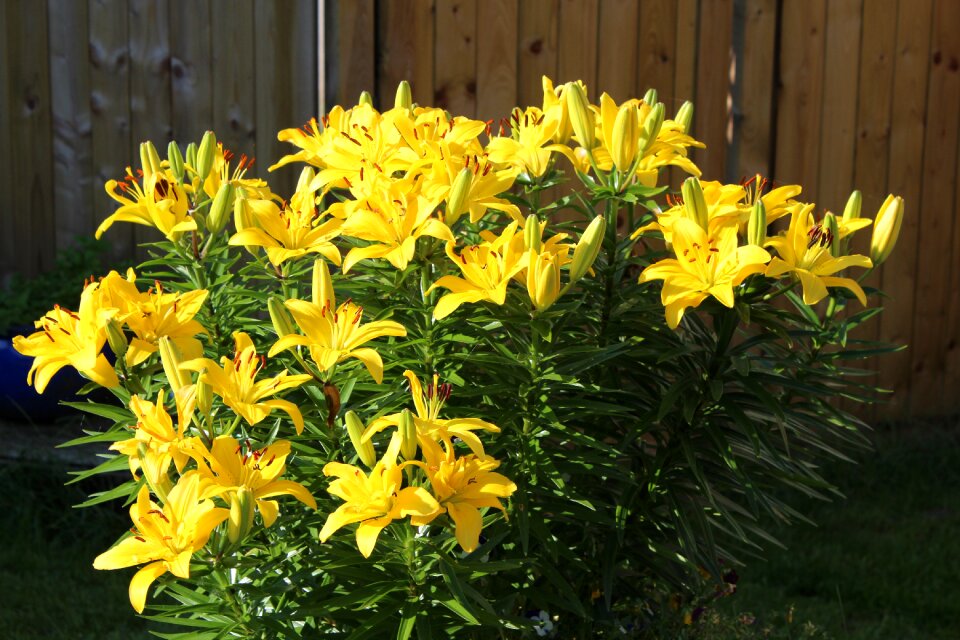 Plant flowers yellow