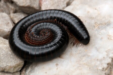 Arthropod legs animal