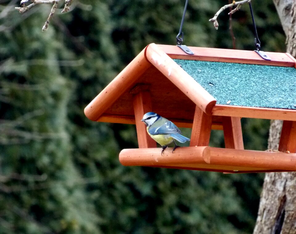 Feeding place bird bird feeding