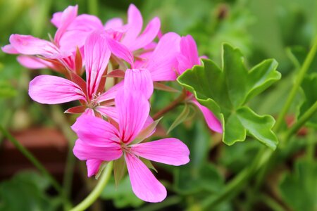 Bloom pink plant photo