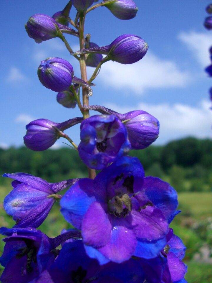 Bloom blue violet sky blue
