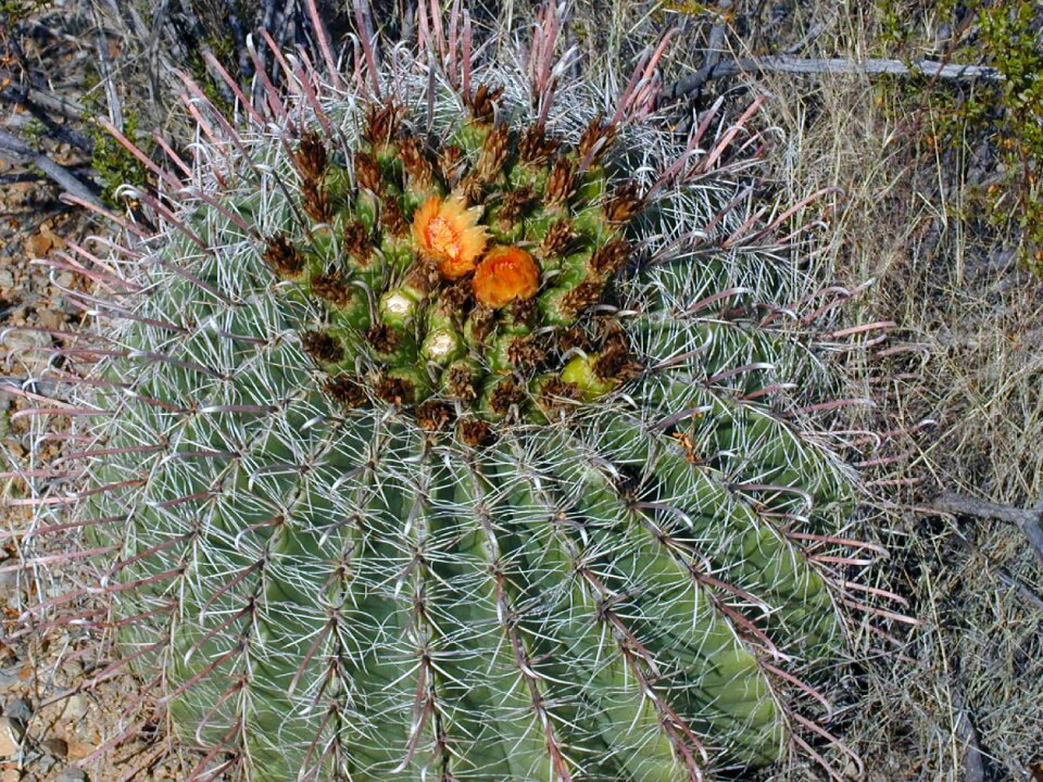 Cactus blossom cactus prickly