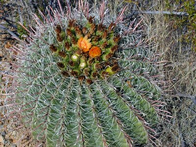 Cactus blossom cactus prickly photo
