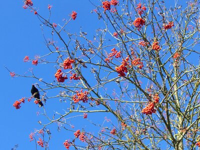 Voghelbeerbaum mountain ash sky blue