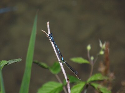 Nature macro blue dragonfly