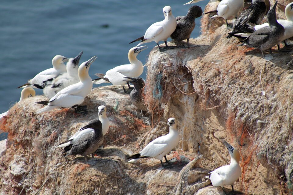 Nesting place breed nest