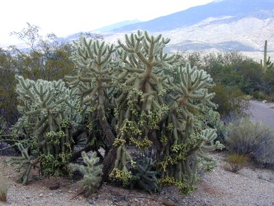 Golden spined jumping cholla teddy bear cactus teddy bear cholla vellas de coyote