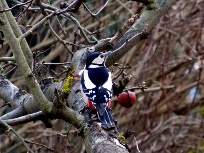 Nature forest animal garden