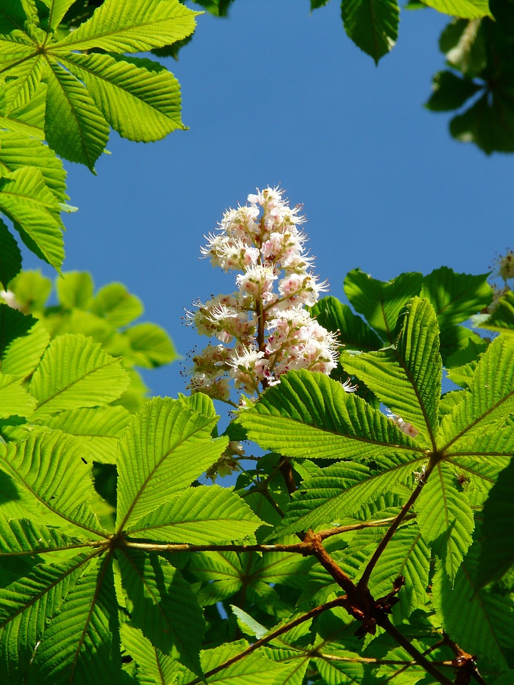 Inflorescence tree leaves