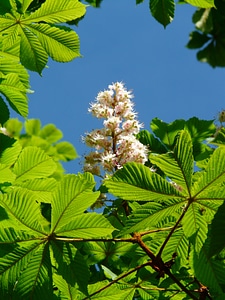 Inflorescence tree leaves