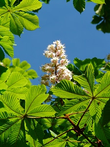 Inflorescence tree leaves photo