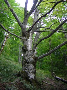 Forest nature deciduous tree