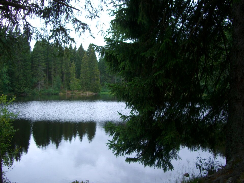Firs hinterzarten black forest