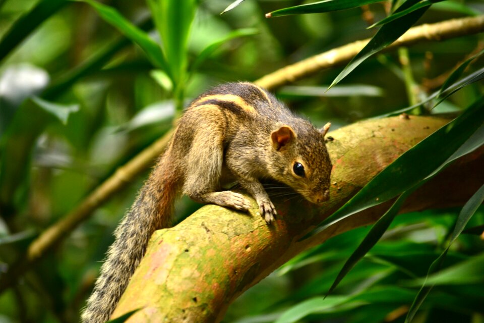 Nature sri lanka mawanella photo