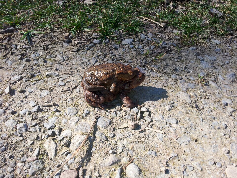 Pairing frog animal
