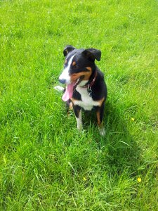 Animal meadow green