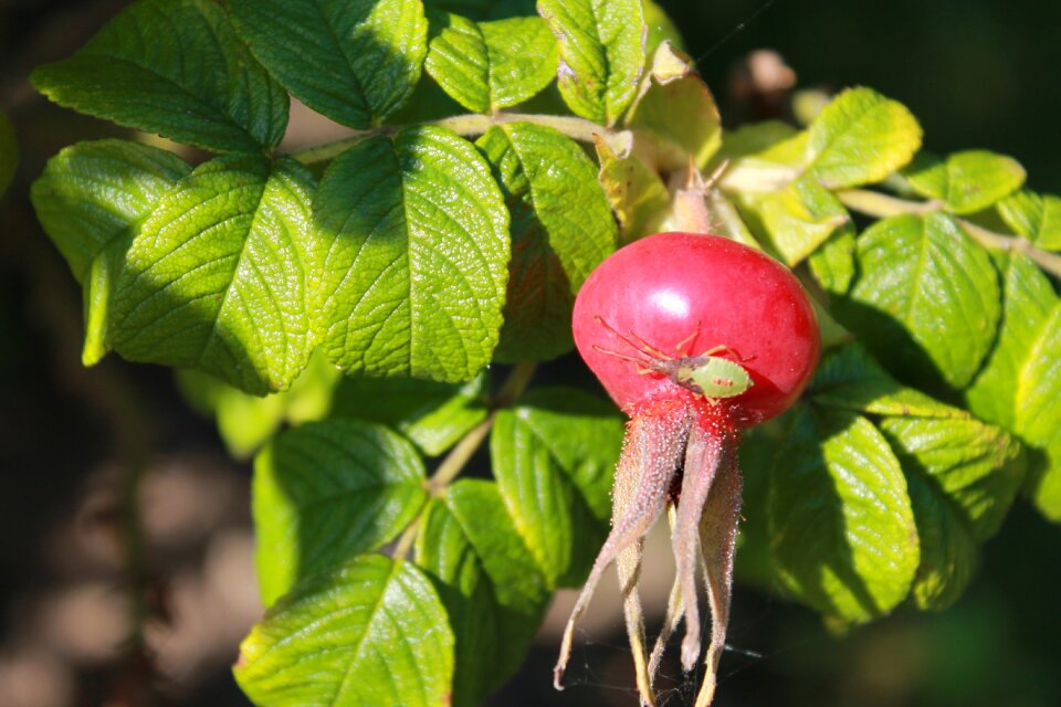 Rose hip berry nature