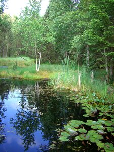 Pools birch mirroring