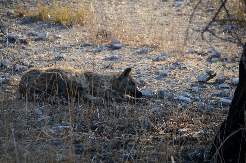 Wild animal africa safari