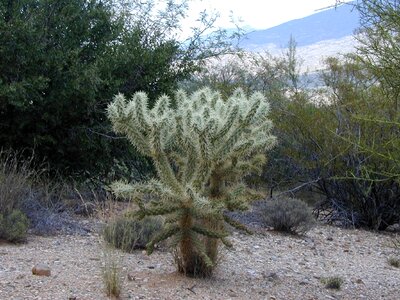 Golden spined jumping cholla teddy bear cactus teddy bear cholla vellas de coyote