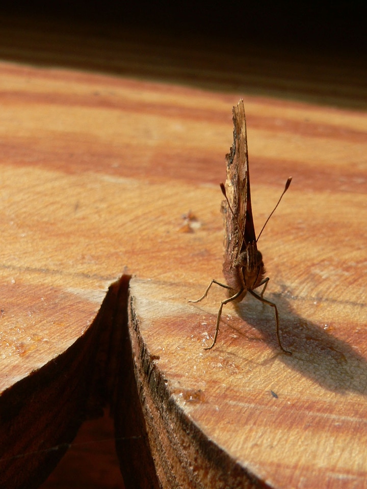Insect wing fauna