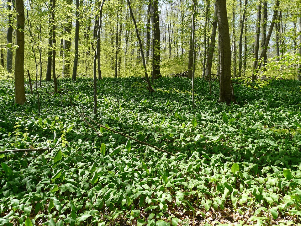 Trees garlic leaves leaves