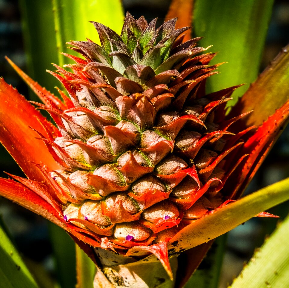 Young pineapple pineapple fruit