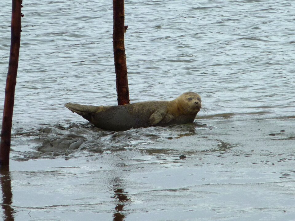 Seal north sea robbe