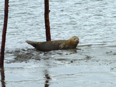 Seal north sea robbe