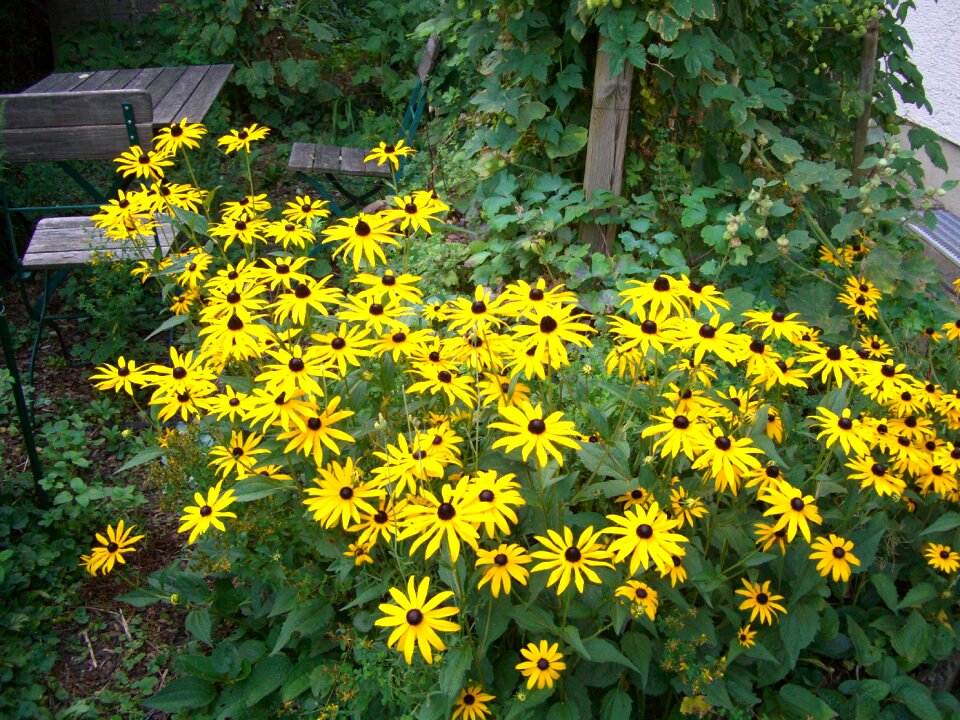 Blossom bloom yellow