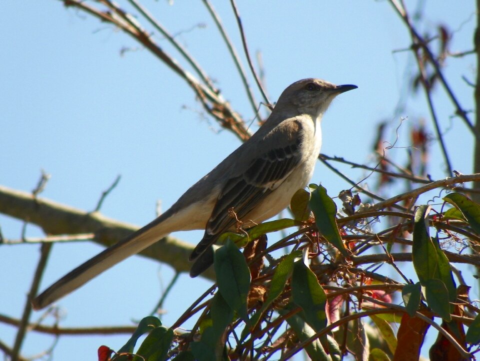 Feather flying standing