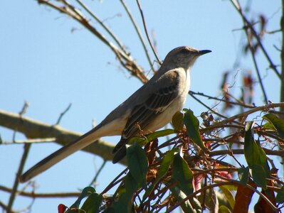 Feather flying standing