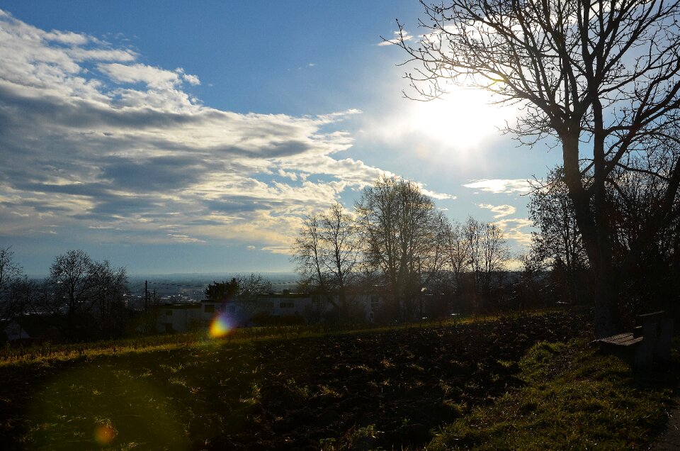 January sunbeam trees